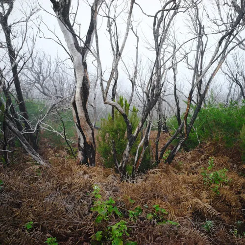 La gomera, spain (2018)